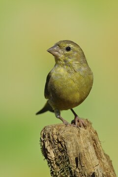 European greenfinch (Carduelis chloris) male sitting on dead wood, savages, Siegerland, North Rhine-Westphalia, Germany