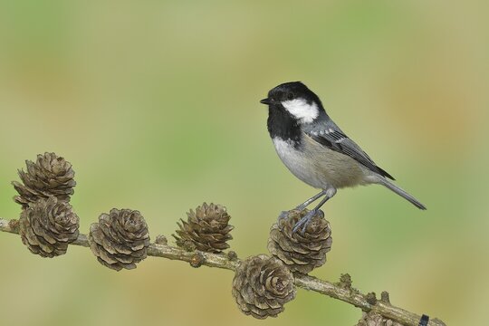 Coal tit (Parus ater), sitting on cones of a larch (Larix), Wilnsdorf, North Rhine-Westphalia, Germany