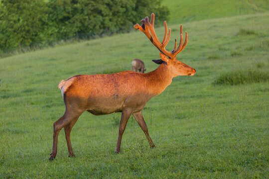 Portrait of an Altai maral stag, Altai wapiti or Altai elk (Cervus canadensis sibiricus) in the first light of the day