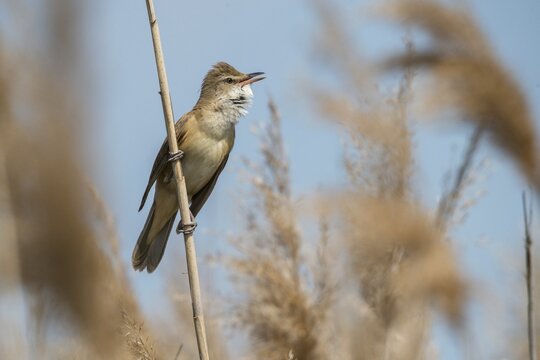 Acrocephalus Arundinaceus, Brandenburg, Germany, throttle warbler, Great Reed Warbler, Nabu, Nabu project, national natural heritage, natural paradise Gr&uuml;nhaus, post-mining landscape, birds, call, song, green house, passeri, singing, songbirds, birds, warbler