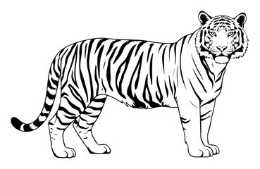 Obraz premium Tiger Illustration PNG Isolated on Transparent Background