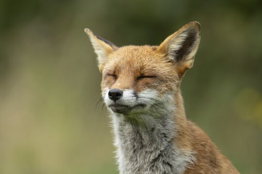 Red fox (Vulpes vulpes) sleepy adult animal with its eyes closed, England, United Kingdom