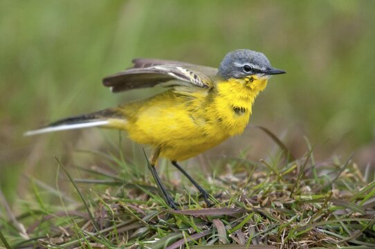 Motacilla flava, sheeptail, western yellow wagtail, yellow wagtail, birds, plumage care, male, passeri, preening, songbirds, songbirds, birds
