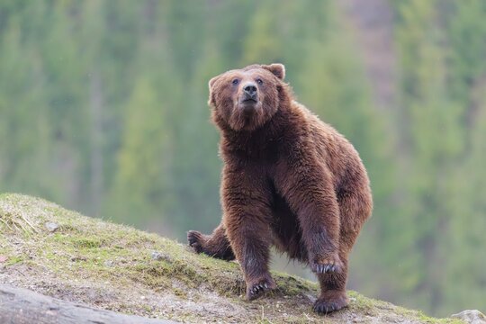 A young male Eurasian brown bear (Ursus arctos arctos) makes a fast U-turn on a hilltop