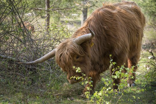 Artiodactyla, bos primigenius f. taurus, even-toed ungulate, highland cattle, kyloe, cloven-hoofed, Scottish highland cattle, domesticated animals, woody bites, pet, highland cattle, landscape management, landscape preservation, mammals, cattle, mammals