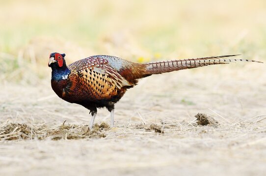 Pheasant or common pheasant (Phasianus colchicus), cock, North Rhine-Westphalia, Germany