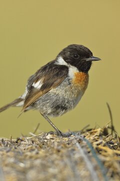 European stonechat (Saxicola rubicola), male on a hay bale, North Rhine-Westphalia, Germany