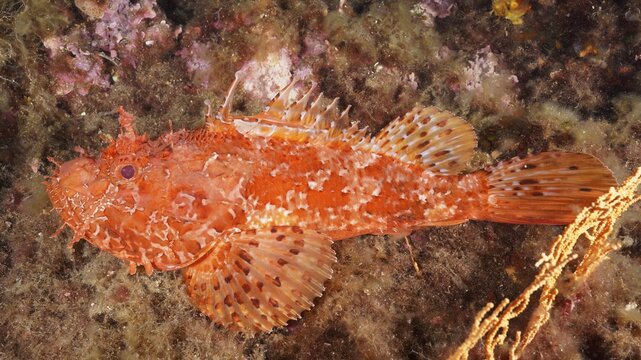 A red scorpionfish (Scorpaena scrofa) lies on the seabed amongst the corals, at the Giens Peninsula dive site, Hy&egrave;res, Porquerolles, Provence, C&ocirc;te d'Azur, Mediterranean Sea, France