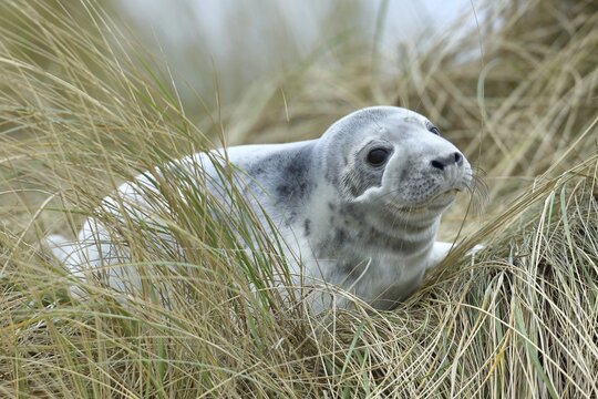 Grey seal (Halichoerus grypus) pup after weaning, lying in the dune grass, offshore island of Heligoland, Schleswig-Holstein, Germany