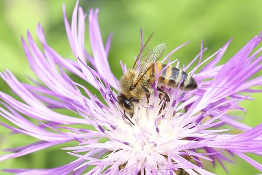 European honey bee (Apis mellifera), collecting nectar from a flower of the meadow knapweed or common knapweed (Centaurea jacea), macro photograph, Wilnsdorf, North Rhine-Westphalia