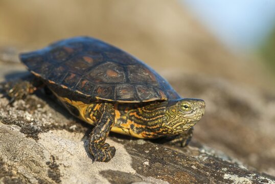 Mauremys leprose, Moorish brook turtle, Spanish water turtle, Spanish terrapin, critters, extremadura, reptilia, reptiles, turtles, Spain, tortoise, turtles