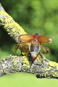 May beetle, wood cockchafer (Melolontha hippocastani), female with spread wings, on a branch covered with lichen, about to fly off, close-up, Wilnsdorf, North Rhine-Westphalia, Germany