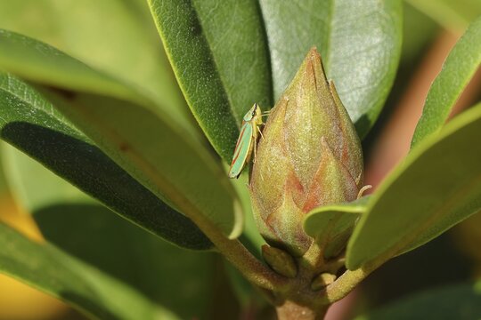 Rhododendron (Rhododendron) leafhopper (Graphocephala fennahi) sitting on flower bud of a rhododendron, Wilden, North Rhine-Westphalia, Germany