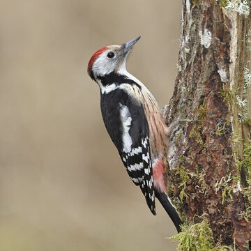 Middle spotted woodpecker (Dendrocopos medius) foraging on dead wood of an oak (Quercus), Wilnsdorf, North Rhine-Westphalia, Germany