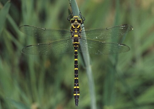 Cordulegaster Boltoni, Golden-ringed Dragonfly, Two-Striped Spring Maiden, Anisoptera, Damselflies, Dragonflies, Insects, Dragonflies, Male, Odonata