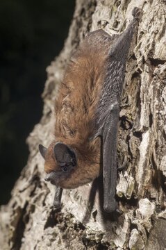 Nathusius pipistrelle, Pipistrellus nathusii, roughskin bat, bats, chiroptera, bats, high size, portrait format, mammals, mammals