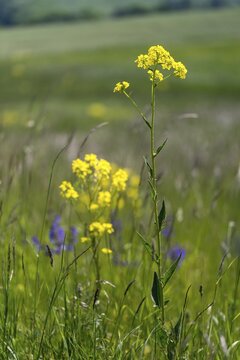 Brassicaceae, bunias orientalis, alien plant, smooth grouper, cruciferous vegetable, neobiota, neophyte, oriental grouper, problem plants, turkish rocket, turkish wartycabbage, turkish arugula, spike, spike, flora, high size, hill mustard, portrait format, invasive species, plants, warty cabbage