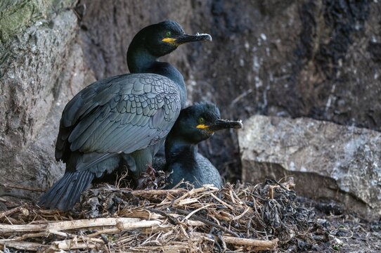 Common Shag, European Shag, Gulosus Aristotelis, Crow Shard, Norway, Phalacrocorax Aristotelis, Varanger, Birds, Breed, Brut, Nest, Pelecaniformes, Ropedes, Birds, Waterbirds