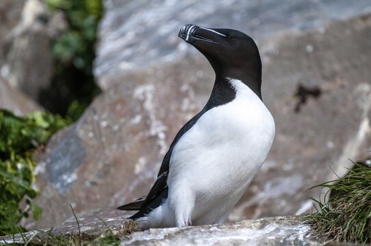 Alca Torda, Norway, Razorbill, Tordalk, Varanger, Alcidae, Alkenv&ouml;gel, Birds, Lesser Auk, Razor-billed Auk, Birds, Waterbirds