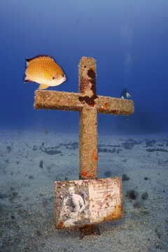 A cross erected on the seabed in memory of a diver who died in an accident, with a picture attached, accompanied by a fish and surrounded by sand. Dive site Cueva de las Morenas, Palm Mar, Tenerife, Canary Islands, Spain