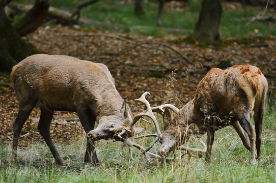 Red deer (Cervus elaphus) during the rutting season, North Rhine-Westphalia, Germany