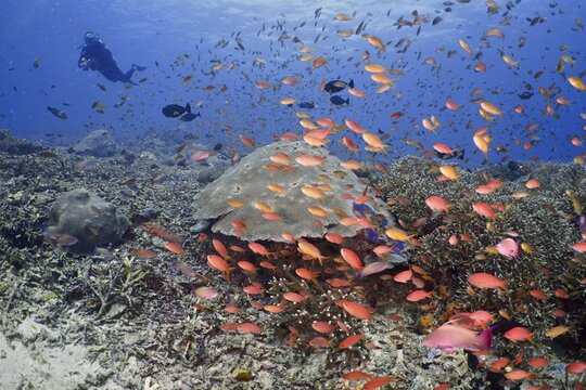 Lots of colourful fish, jewel flag perch (Pseudanthias squamipinnis), swimming over a coral reef in the ocean, divers in the background, dive site SD, Nusa Ceningan, Nusa Penida, Bali, Indonesia