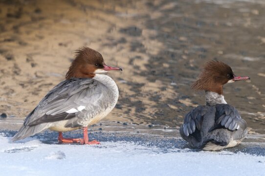 Goosander, geese s&auml;ger, mergus merganser, anatidae, birds, ice, duckbirds, female, ice, snow, sawyer, birds, waterbirds, waterbirds, female, winter