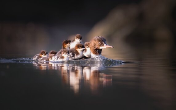 Goosander (Mergus merganser), mother with chick on her back, Zurich, Switzerland
