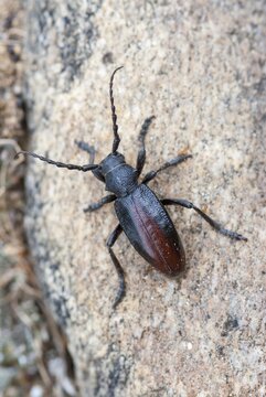 Dorcadion hybridum, earthbock spec.1, beetle, longhorn beetle, Greece, high size, portrait format, insects, beetles