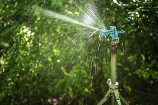 A sprinkler irrigates wet-shining plants, sunlight, Chelsea Physic Garden, historic botanical garden, oldest botanical garden in London, founded in 1673 by the Worshipful Society of Apothecaries, Chelsea, England, Great Britain