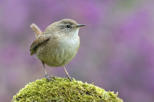 Wren (Troglodytes troglodytes), perched on a moss-covered root, Schwaz, Tyrol, Austria