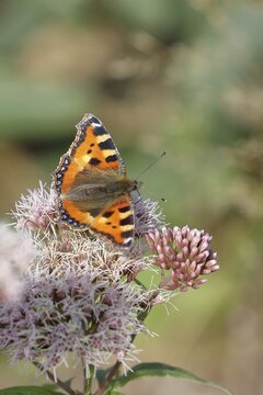 Small tortoiseshell (Aglais urticae), on common water aster (Asteraceae), Wilnsdorf, North Rhine-Westphalia, Germany