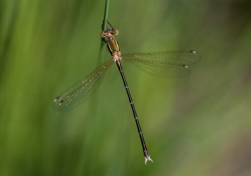 Leste Barbarus, Migrant Spreadwing, Shy Emerald Damselfly, Southern Emerald Damselfly, Damselflies, Dragonflies, Insects, Dragonflies, Odonata, Zygoptera