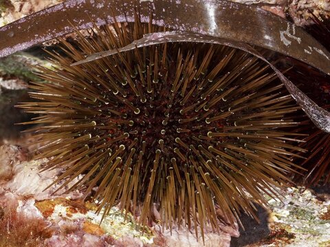 Brown, spiny sea urchin, stone urchin (Paracentrotus lividus), dive site peninsula Giens, Mediterranean Sea, Porquerolles, Provence, C&ocirc;te d'Azur, France