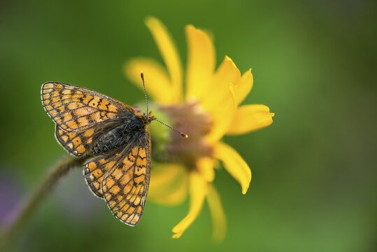 Bite tick moth, arnica montana, arnica, asteraceae, mountain welfare rental, euphydryas aurinia, eurodryas aurinia, golden cheek moth, daisy, marsh fritillary, melitaea aurinia, scabiotic tick moth, butterfly, flora, insects, leopard's bane, mountain arnica, Mountain tobacco, plants, butterfly, butterflies, wolf's bane