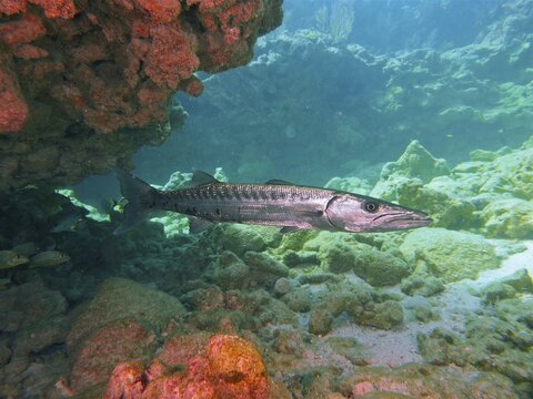 Great barracuda (Sphyraena barracuda), dive site John Pennekamp Coral Reef State Park, Key Largo, Florida Keys, Florida, USA