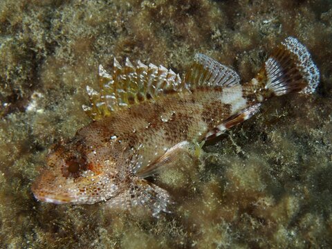 A camouflaged Madeira scorpionfish (Scorpaena maderensis) rests on an algae-covered seabed, dive site: El Cabron Marine Protected Area, Arinaga, Gran Canaria, Spain, Europe, Atlantic Ocean
