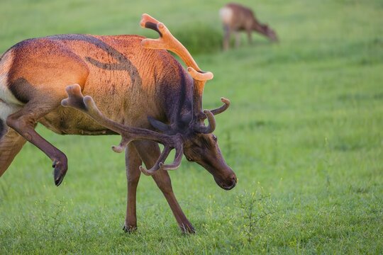 An Altai maral stag, Altai wapiti or Altai elk (Cervus canadensis sibiricus) stands in a meadow and scratches himself