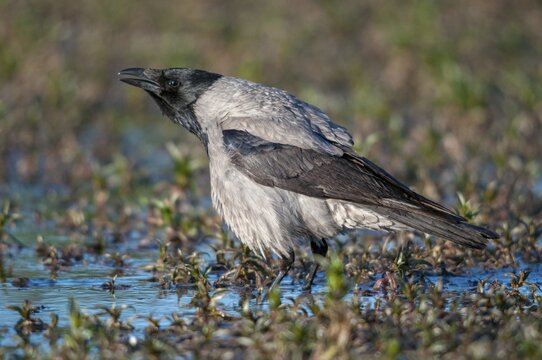 Corvus cornix, hooded crow, misty crow, bath, birds, corvidae family of birds, passeri, corvids, songbirds, watering place