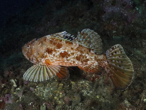 A scorpionfish, the red scorpionfish (Scorpaena scrofa), also known as the sea pig, with reddish-brown markings, at the Cap de Creus Marine Protected Area dive site, Rosas, Costa Brava, Spain, Mediterranean Sea