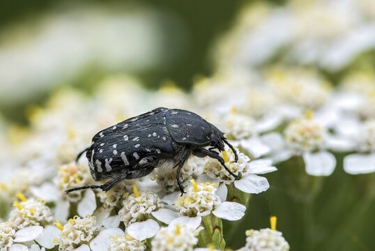 Leaf horn beetle, oxythyrea funesta, rose beetle, scarabaeidae, weeping rose beetle, white spotted rose beetle, beetle, coleoptera, insects, beetles