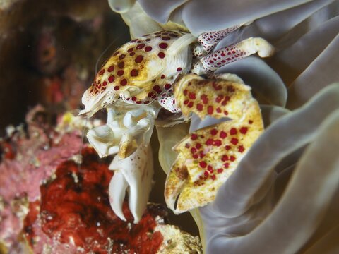 Red-spotted spotted porcelain crab (Neopetrolisthes maculatus) in a sea anemone. Dive site SD, Nusa Ceningan, Nusa Penida, Bali, Indonesia