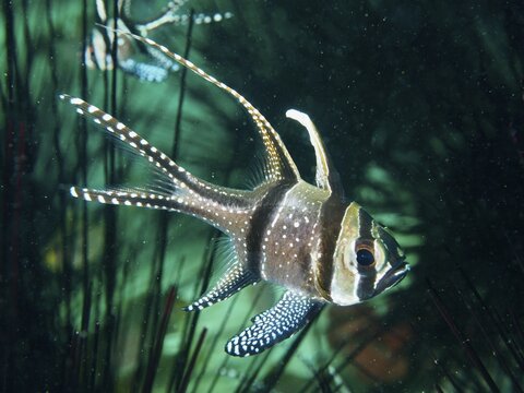 A Banggai cardinalfish (Pterapogon kauderni) with white stripes and delicate patterns in the sea, dive site Secret Bay, Gilimanuk, Bali, Indonesia