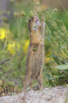 A fully grown European ground squirrel (Spermophilus citellus) eats seats, leaves and flowers in a green meadow with tall vegetation on a sunny day. Austria