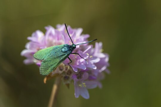 Adscita statices, green ram, green forester, green ram, butterfly, insects, moths, moths, moths, moths, butterfly