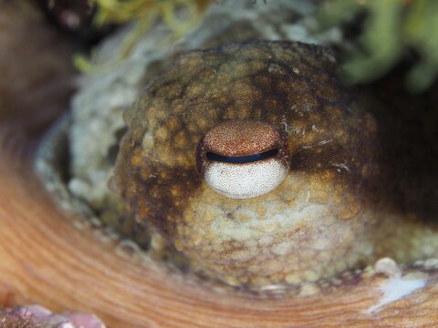 Close-up of an eye of Common Octopus (Octopus vulgaris) with clear texture and details in a natural environment in the Mediterranean Sea near Hy&egrave;res, dive site Giens Peninsula, Provence Alpes C&ocirc;te d'Azur, France