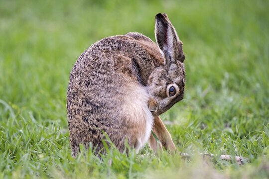 Hare (Lepus europaeus) brushing, coat care, sitting in the meadow, National Park Lake Neusiedl, Burgenland, Austria