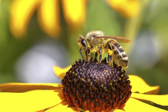 European honey bee (Apis mellifera), collects nectar from a flower of yellow coneflower (Echinacea paradoxa), with pollen panties and covered with pollen on the body, macro intake, Wilnsdorf, North Rhine-Westphalia, Germany