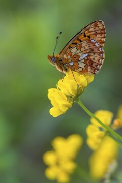 Boloria euphrosyne, clossiana euphrosyne, spring mother-of-pearl butterfly, pearl-bordered fritillary, silver-spotted mother-of-pearl butterfly, butterfly, high size, portrait format, insects, butterfly, butterflies