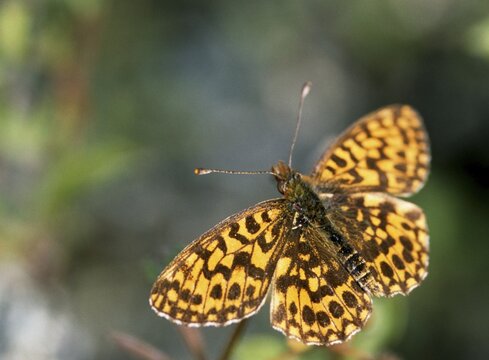 Boloria dia, clossiana dia, grove violet pearl butterfly, lean grass pearl butterfly, weaver's fritillary, butterfly, insects, butterfly, butterflies, butterflies